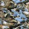 Chiffon Print Fabric 